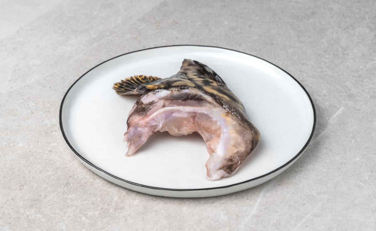 Giant Grouper collar