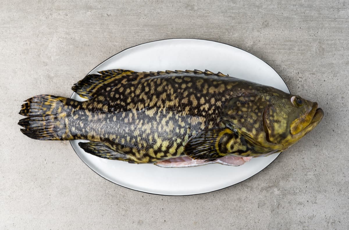 Whole head-on gutted Giant Grouper