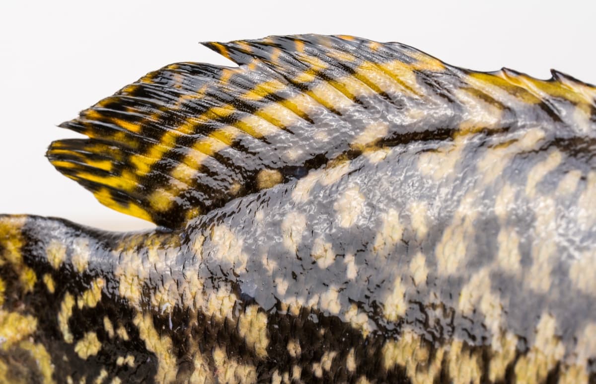 Giant Grouper skin
