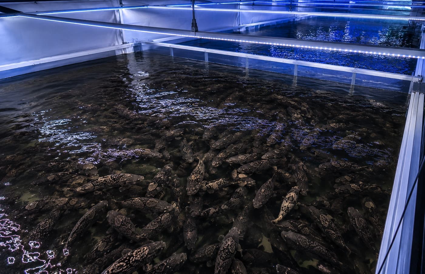 Raceway tanks inside the Oceanloop Kiel RAS farm
