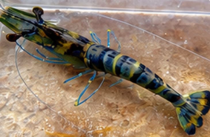 Black tiger shrimp