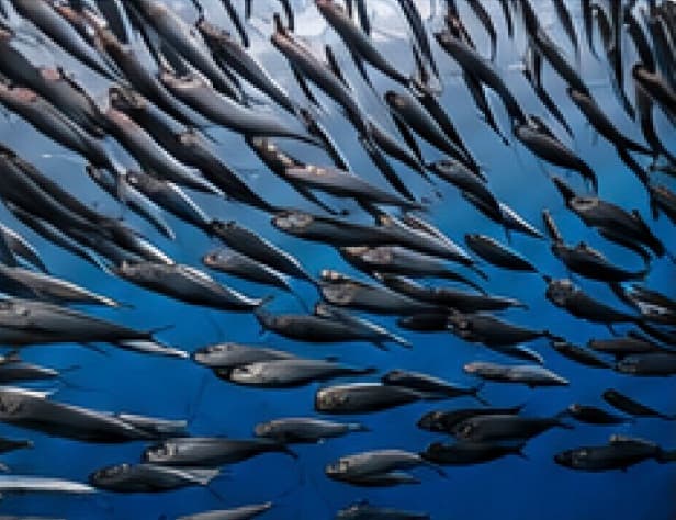 Fish meal replacement