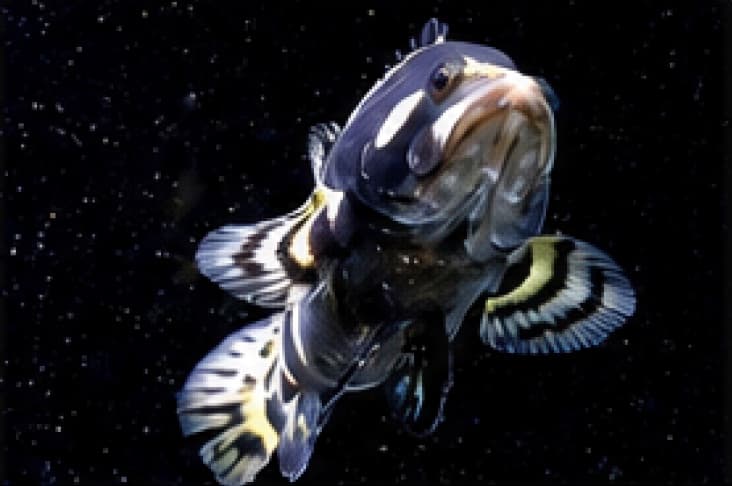 Giant grouper