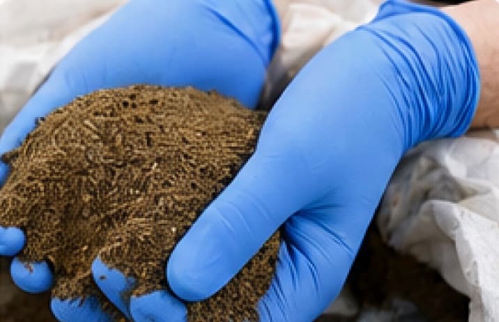 Insect meal