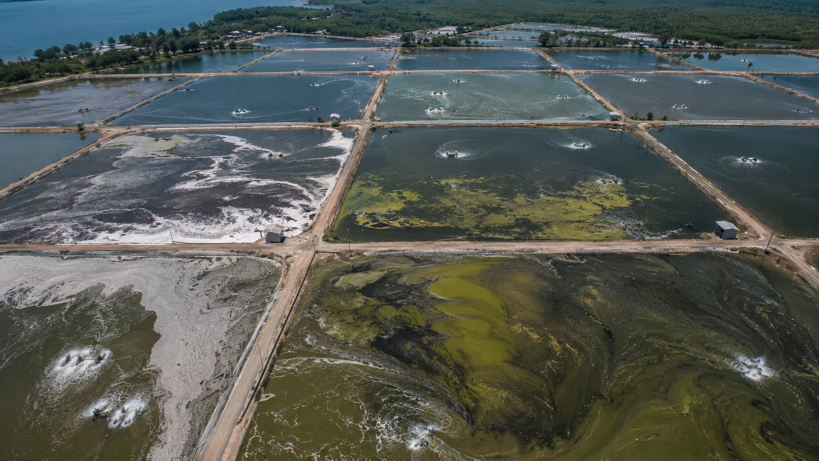 Aerial view of conventional open shrimp ponds