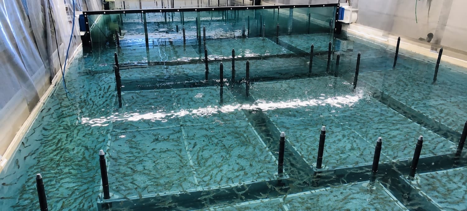 Shrimp tanks fitted with Urban Mangrove habitat structures